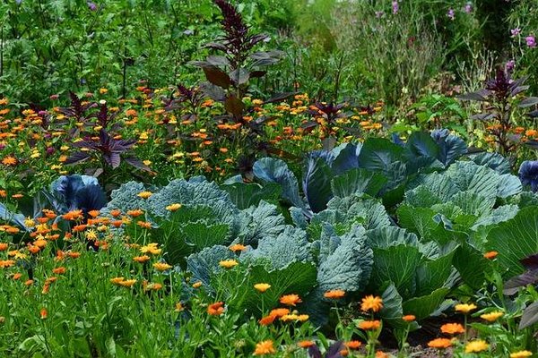 Comment créer un jardin d'intérieur dans votre appartement